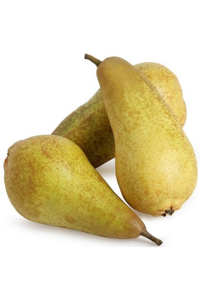 Pyrus communis ‘Abbé Fétel’